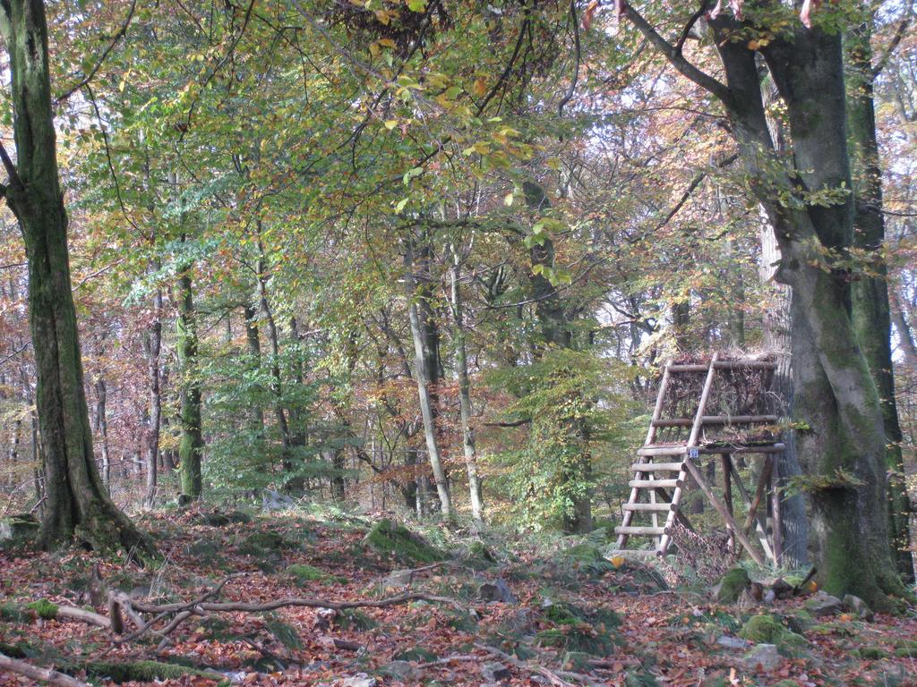 Les Terriers Saint-Hubert Villa Hatrival Rom bilde